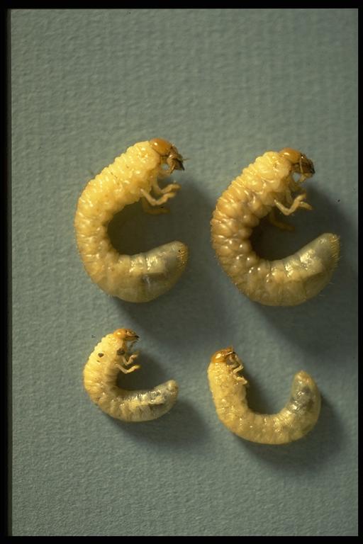 White Grub Worms: Don't let them destroy your yard.