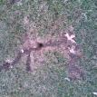 Vole damage to a yard.